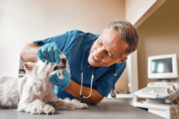 Best Mobile Emergency Dentist in Tazewell, TN